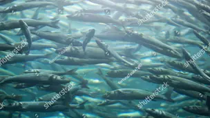 Stock Photo Flock Of Herring In The Water 1718961463
