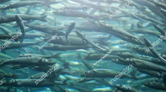 Stock Photo Flock Of Herring In The Water 1718961463