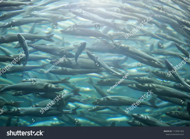 Stock Photo Flock Of Herring In The Water 1718961463